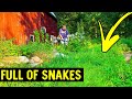 cutting overgrown grass full of snakes