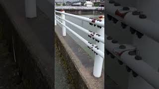 福井市・大雨の朝の状況【2026年8月30日】