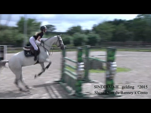 Shere Khan du Banney x Cento