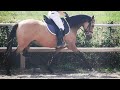 Magnifique Ponette par Champion supreme d'été Dressage