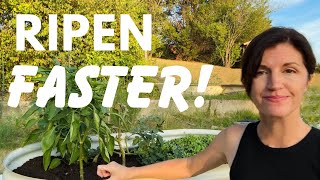 How to Ripen Vegetables Faster (Before & AFTER It Gets Cold)