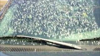 LOVE BUGS INVADE FLORIDA  APRIL 30 2011.