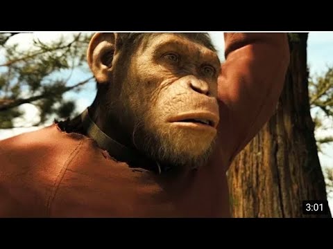 Caesar Growing Up Scene Rise Of The Planet Of The Apes  Movie Clip