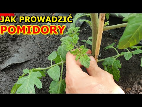 Jak prowadzić Pomidory na pędy | Pielęgnacja Pomidorów