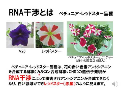 農学サイエンスフェスタ2020「２色咲きの花の模様ができるしくみ」
