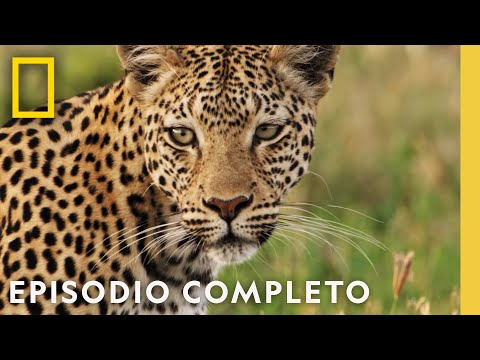 Leoparda Lucha por la Vida de Sus Crías | Reino Salvaje | Nat Geo en Español