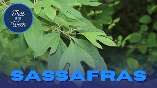 Tree of the Week: Sassafras