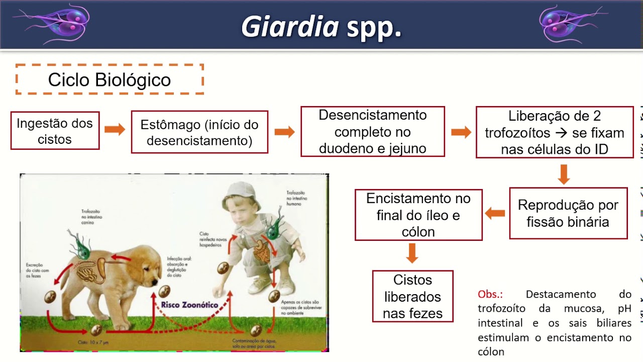 Aula Giardia