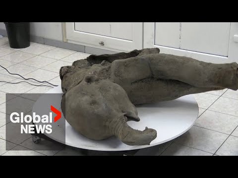 Remarkably well-preserved 50,000-year-old mammoth carcass discovered in Siberia