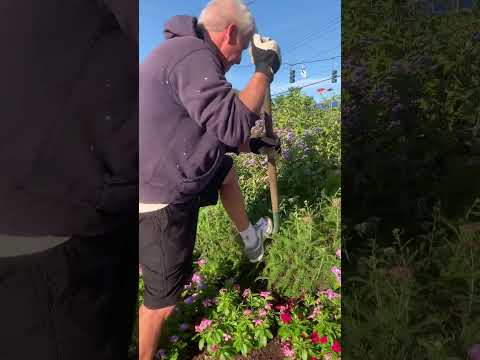 Bills Dig and Divide Yarrow