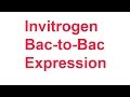 Review 2 Invitrogen Bac To Bac Expression System