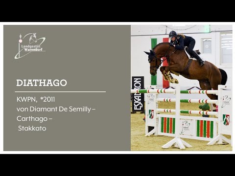 Diathago 20 02 2021 bei der Online Hengstschau im NRW Landgestüt Warendorf