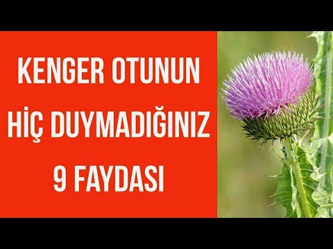 , title : 'Kenger Otunun Faydaları / Deve Dikeni Faydaları / Kenger Otu Çayı'