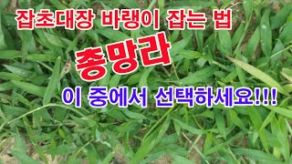 잡초대장 바랭이 잡는 법 총망라. 이 중에서 선택하세요.(바랭이 종류, 상황별 바랭이 잡는 법, 바랭이 제초…