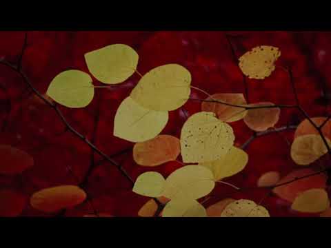 (NO) Algún dia, no tendré que cambiar más - Josué Valcárcel - 12.09.2021