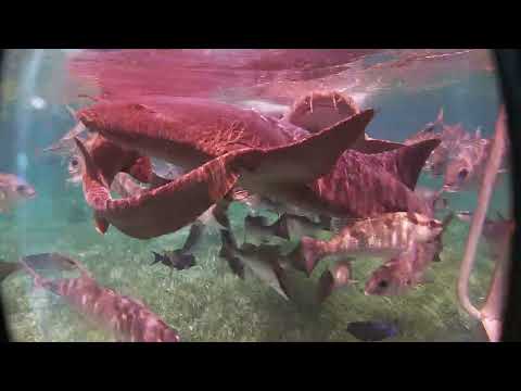 Video thumbnail — Nurse Sharks Belize Rowan Byrne Marine Biologist May 2024