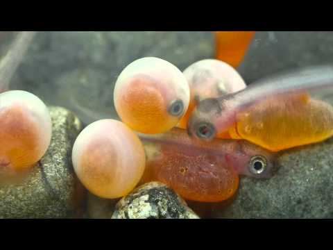 Coho Salmon Egg Hatching