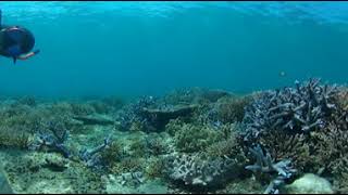 360動画で沖縄 ツアー『沖縄県瀬底島の南側 』の動画
