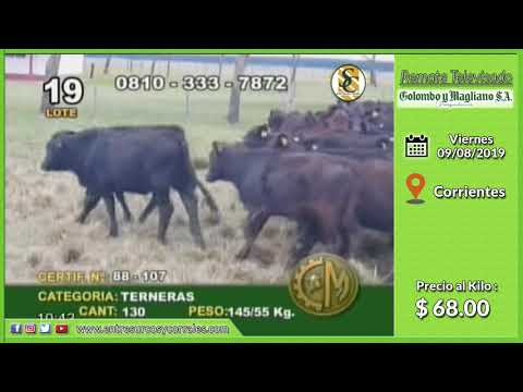 09-08-19 - Venta de Hembras - Remate Televisado de Colombo y Magliano S.A. - Corrientes