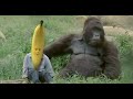 Gorilla Phone A Day Giveaway Fruit Gushers Commercial 2006 REMASTERED
