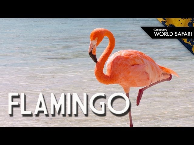 Why can’t flamingos fly?