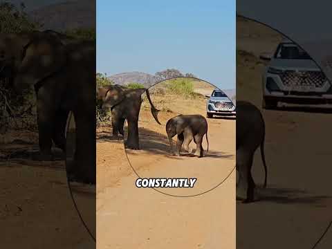 A newborn elephant cannot drink milk#animals #funnyanimal #funny #cute #elephant