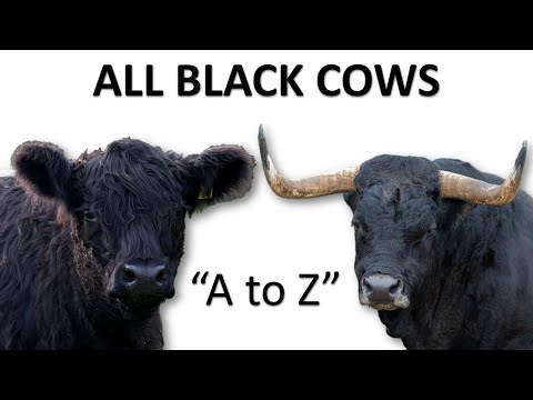 , title : 'All Black Cow Breeds | Black Cattle | Black Cow | Black Bull'