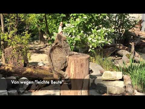 Die Wildkatzen Mama hat Bärenhunger