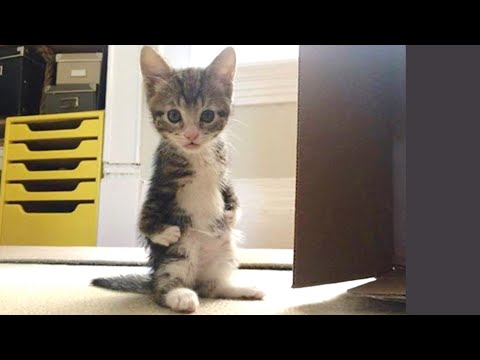 The kitten scheduled for Euthanasia because Short and Twisted legs