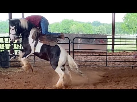 Will He EVER be Rideable?