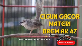 Download lagu cigun gacor materi brem AK 47 masteran handal burung jawara mp3