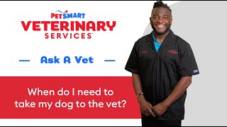 When To Go To The Dog Vet | PetSmart Veterinary Services