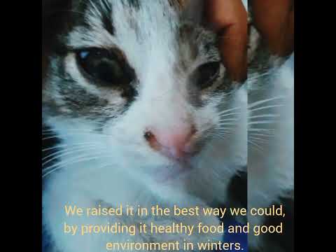 Rescue of flash by Dhruv Bakshi