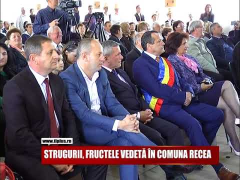 STRUGURII, FRUCTELE VEDETĂ ÎN COMUNA RECEA
