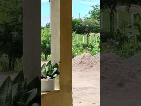 Olá meu povo lindo bom dia aqui no Araripe Ceará