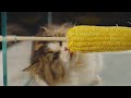 how come there are kitties who are crazy about corn