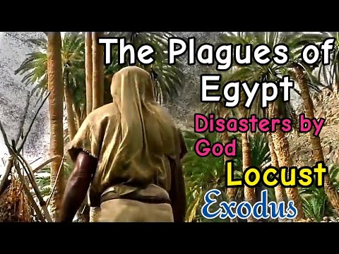 DISASTERS - Locust Disaster by God on Egypt The Plagues of Egypt  #miracle #exodus #locustattack