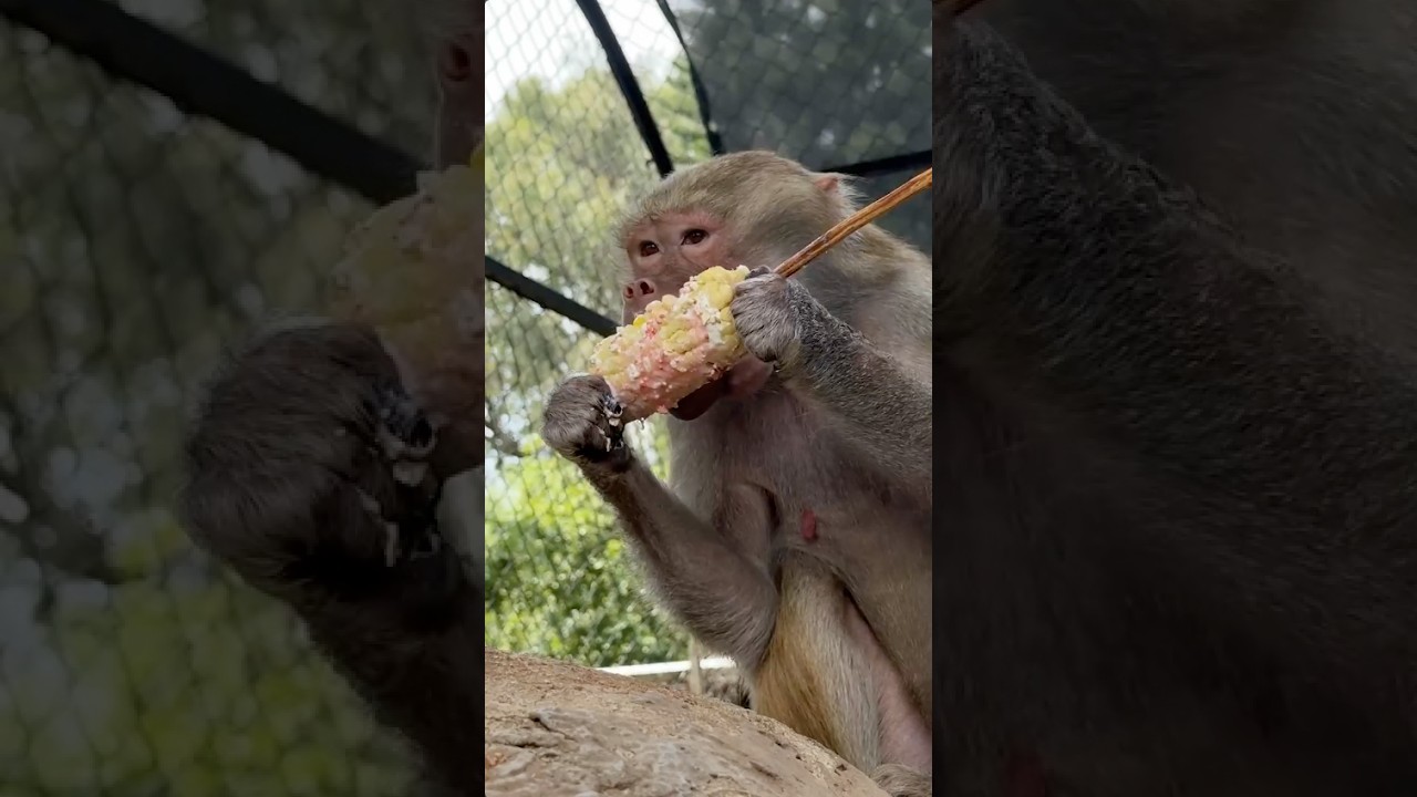 Primates celebran las Fiestas Patrias en Morelia