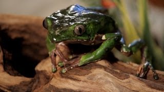 7 Cool Facts about Waxy Monkey Frogs | Pet Reptiles