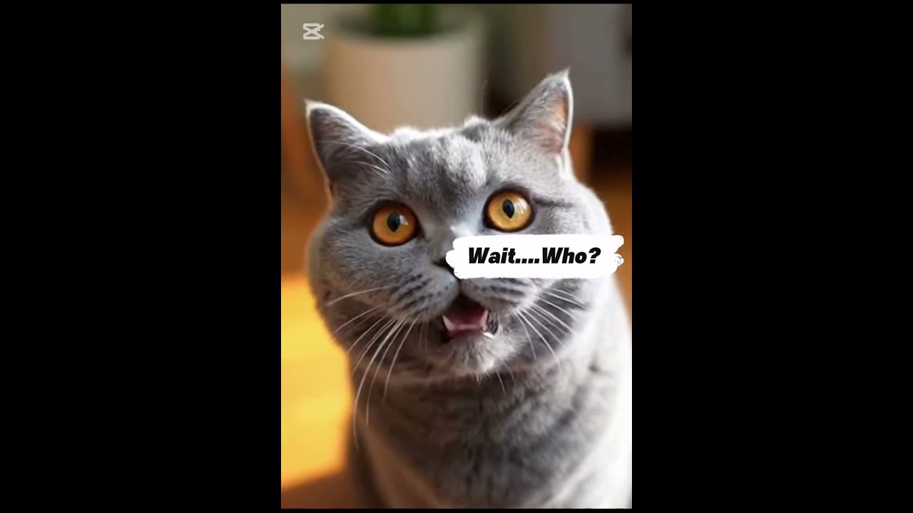 Cat Finds Himself On My Phone 😳.