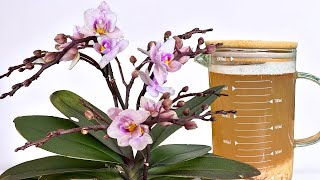 Ein magisches Getränk für ORCHIDEEN! 5-mal mehr Blütenstiele als üblich