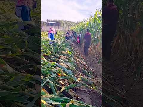 #shorts #agriculture #farming2024 #satisfying #shot #EliteShortsUnleashed #3198