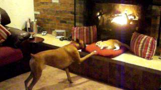 Boxer wants cats spot by the fire