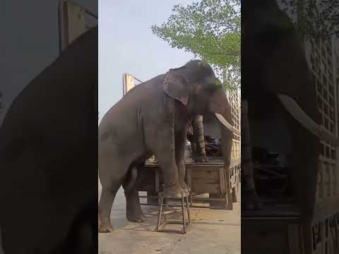 Nepali Elephants Rudrakali and Khagendra Prasad