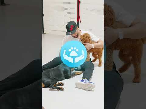 Pet Watch: #1 Pet Sitting App