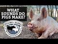 What Sounds Do Pigs Make