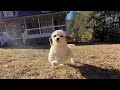 Cavapoo dogs for sale: Gertrude - Video 1
