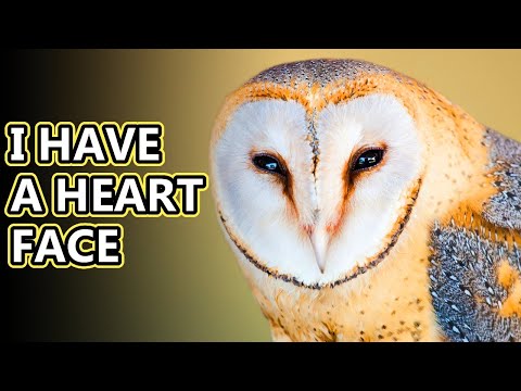 Barn Owl facts: the other kind of owl | Animal Fact Files