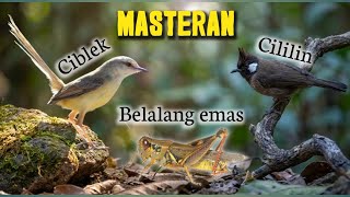 Download lagu Masteran Ciblek & Cililin dengan Belalang Emas | Gacor, Isian Tajam & Mental Naik mp3 Download lagu Masteran Ciblek & Cililin dengan Belalang Emas | Gacor, Isian Tajam & Mental Naik mp3