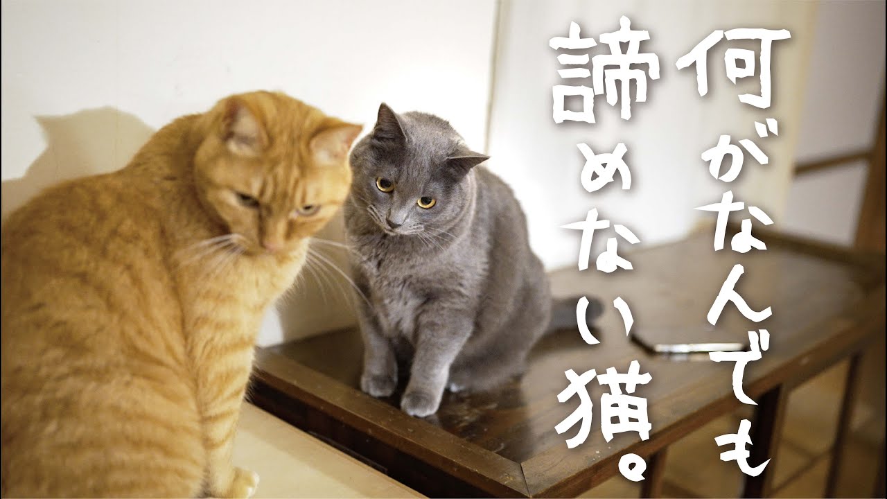 大好きな猫に、毎日大好きアピールし続けた結果・・・